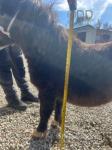 8hh Shetland Riding Gelding