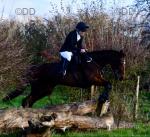 15hh Standardbred Riding Mare