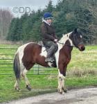 14hh Gelding
