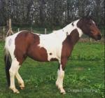 14hh Gelding