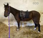 Power, Welsh Section D Gelding