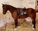Power, Welsh Section D Gelding