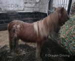 Burberry, 11hh Pony