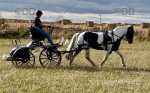 Bill, 14.2hh Driving Gelding