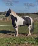 Bill, 14.2hh Driving Gelding