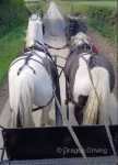 Bill, 14.2hh Driving Gelding