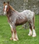 Filly Foal