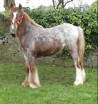 Filly Foal