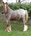 Filly Foal