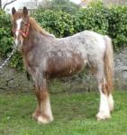 Filly Foal