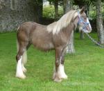 Yearling Colt 