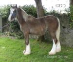 Yearling Colt 