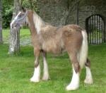 Yearling Colt 