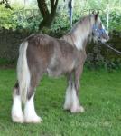 Yearling Colt 
