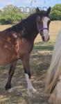 Kiki, Welsh Section C Yearling Filly