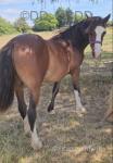 Kiki, Welsh Section C Yearling Filly