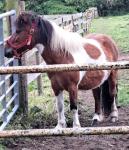 10hh Shetland Gelding