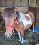 10hh Shetland Gelding