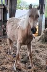 Yearling WPB Filly