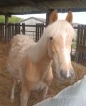 Yearling WPB Filly
