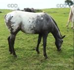 Indian, Yearling Filly 