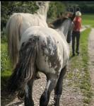 Indian, Yearling Filly 