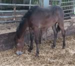 Yearling Filly