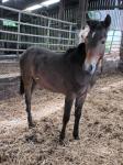 Yearling Filly