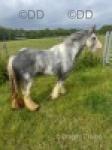 12hh Mare