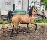 14.2hh Welsh Section D Gelding