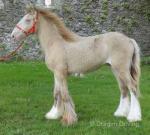 Colt