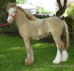 Colt