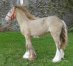 Colt