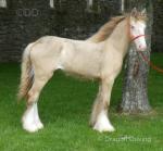 Colt