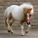 3 Year Old Filly