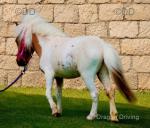 3 Year Old Filly