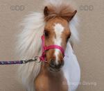 3 Year Old Filly