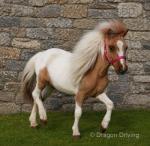 3 Year Old Filly