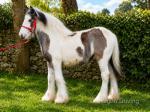 Filly