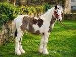 Filly