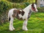 Filly