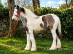 Filly