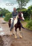 14.1hh Ride and Drive Mare