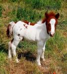 Coedpoeth Barney, Colt Foal
