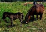 Coedpoeth Pebbles, Filly Foal