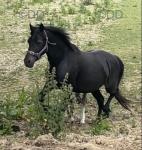 14.3hh Welsh Section D Broodmare with Filly Foal at Foot