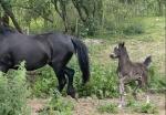 14.3hh Welsh Section D Broodmare with Filly Foal at Foot
