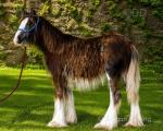 Filly