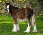 Filly