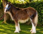 Filly